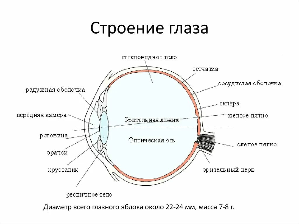 Оптический аппарат глаза схема. Слепое пятно глаза анатомия. Схема оптической системы глаза физиология. Анализаторы глазное яблоко схема строение. Склера сетчатка слепое