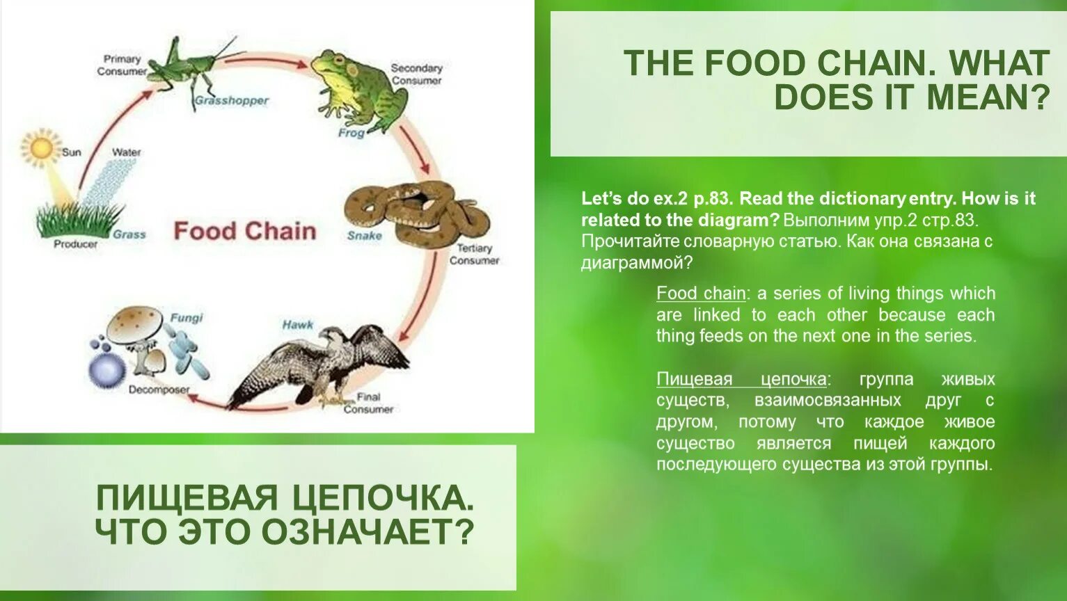 Пищевая цепочка. Пищевая цепочка мышь. Цепочка the food Chain. Пищевая цепочка в природе. Цепь питания с бактериями
