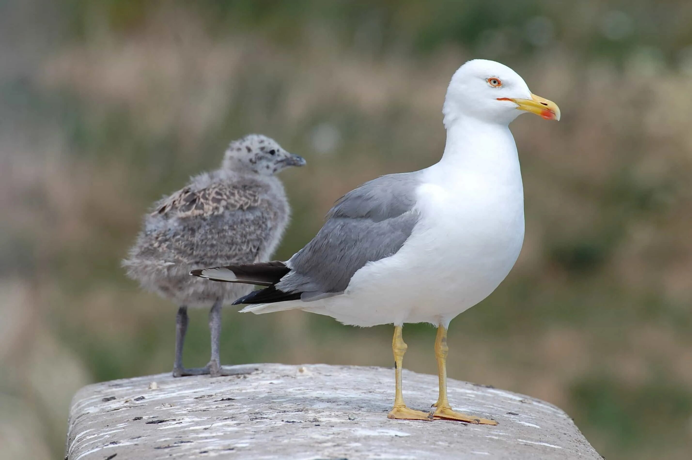Морская чайка слеток. Сизая чайка птенец. Серебристая чайка слеток. Морская чайка слеток. Озерная чайка птенец.