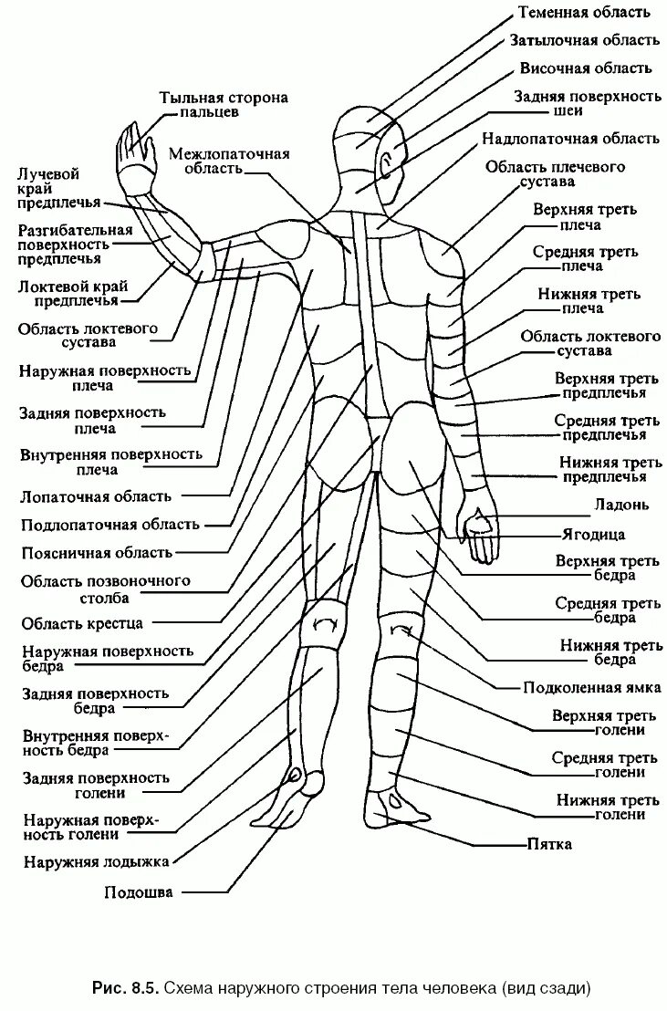 Анатомия человека название частей тела наружных. Туловище анатомия названия частей.