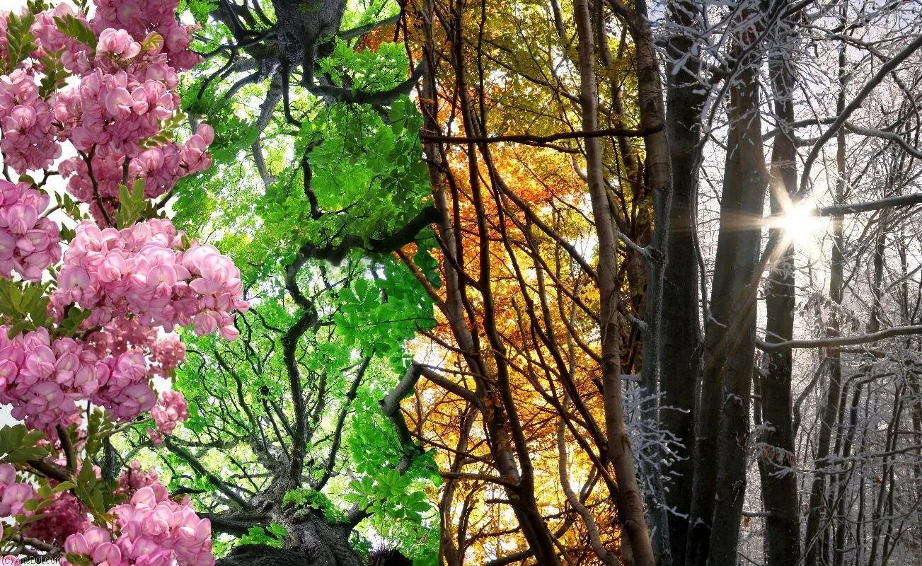 Картинки времена года. Природа Весна осень. Дерево сезонов. Времена года. Четыре сезона природы.