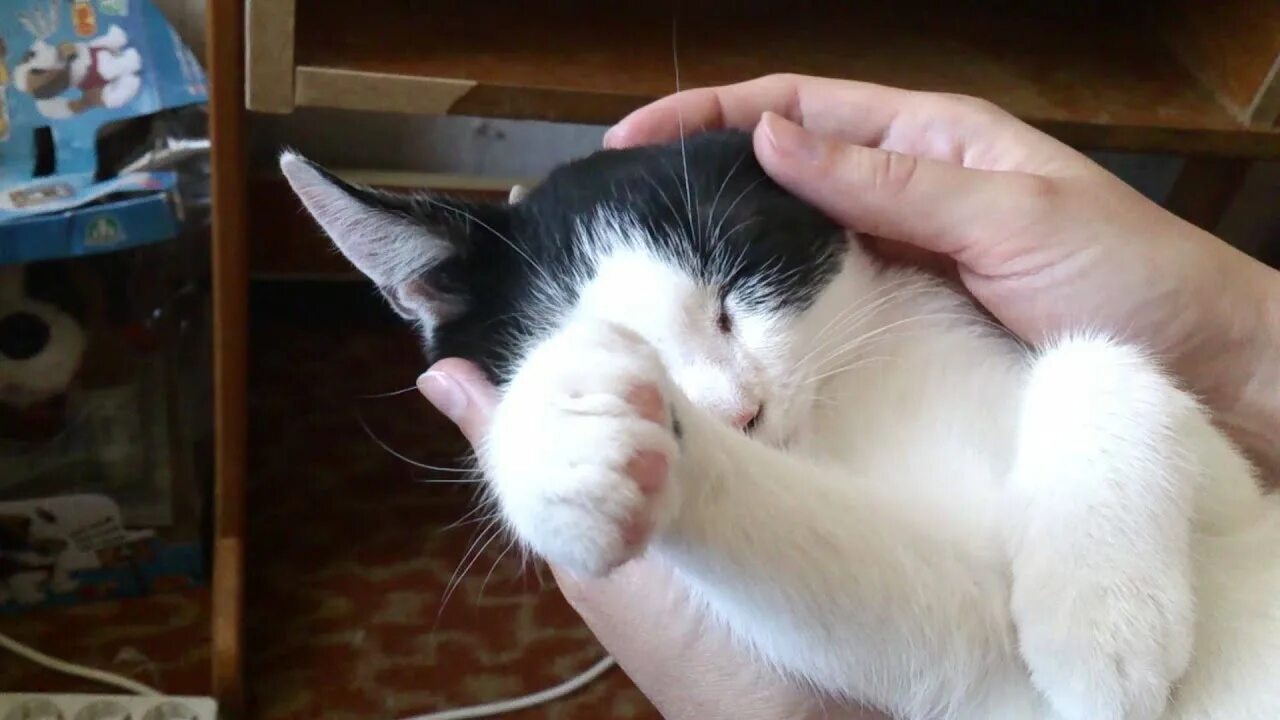 Cats pats. Pat the Cat. Ласкание кошки. Eit Cat Pat. Пате для кошек.