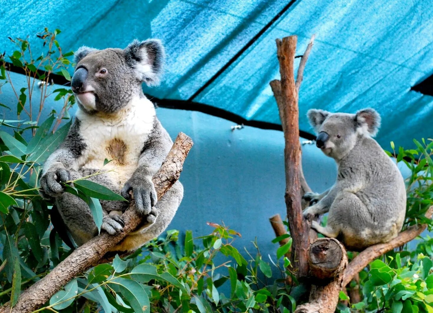 Зоопарк Таронга в Австралии. Австралия зоопарк Сидней. Зоопарк Сидней коалы. Коала в Московском зоопарке. Коала остров