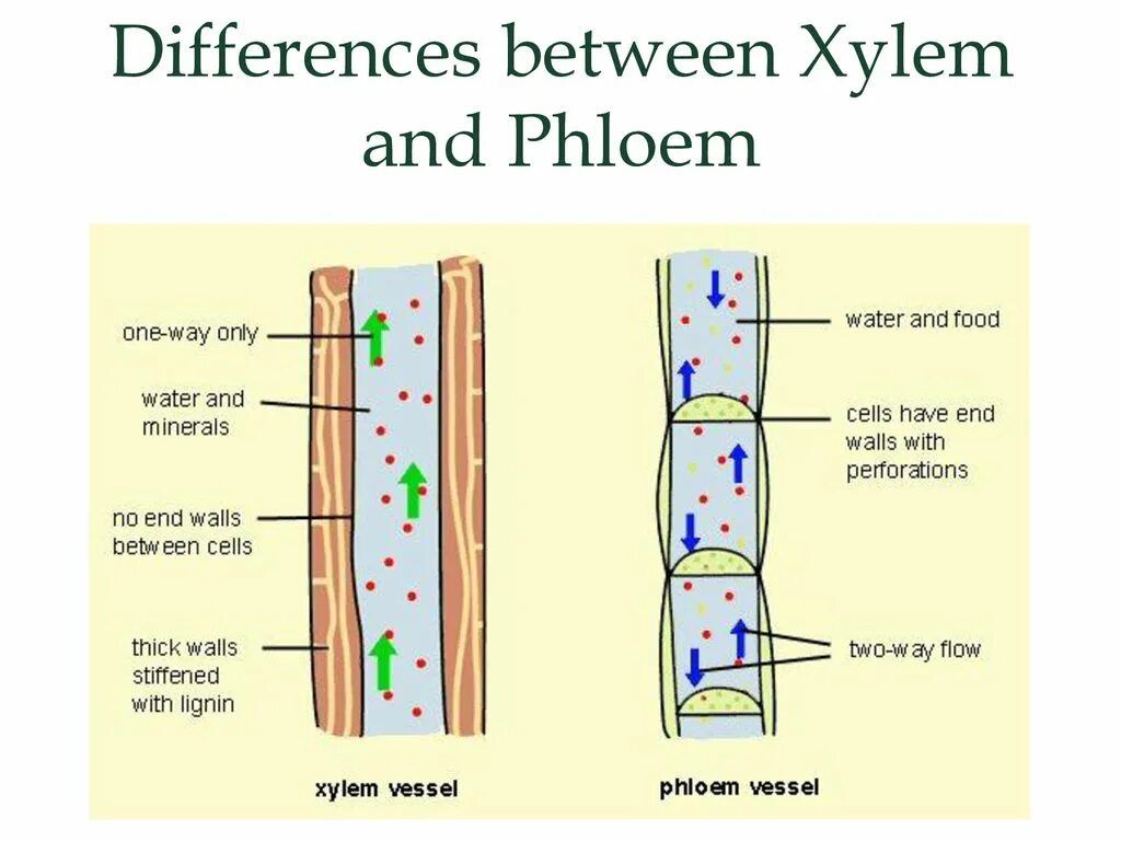 Восходящий и нисходящий ток. Ксилема и флоэма это ткани. Проводящая ткань Ксилема и флоэма. Ксилема Луб. Мезфлоэма Ксилема.