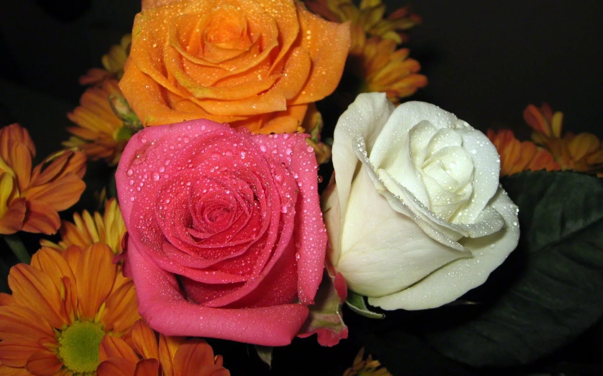 Розы 3 цветка. Розы разные. Розы разных цветов. Розы разного цвета. Три розы разных цветов.