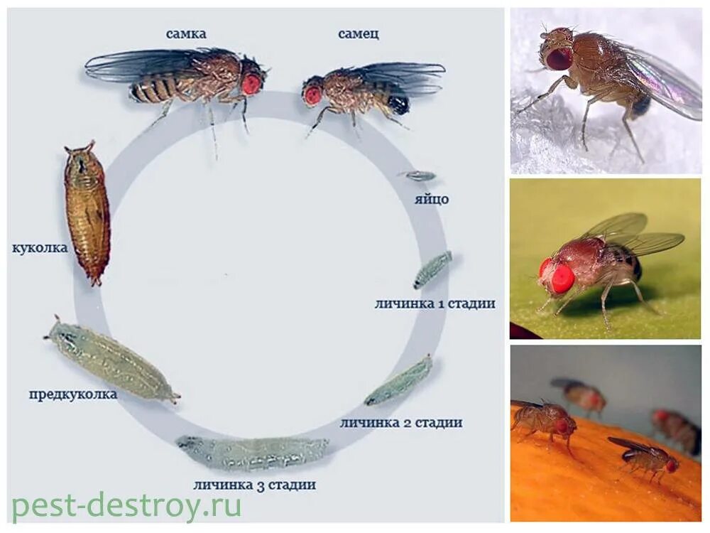 Личинка мушки дрозофилы. Цикл развития мухи дрозофилы. Мушка дрозофила жизненный цикл. Цикл развития личинок мошек.