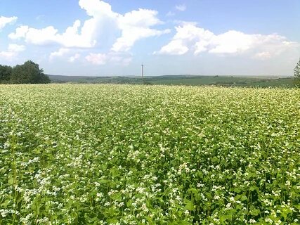 Гречиха посевная как растет