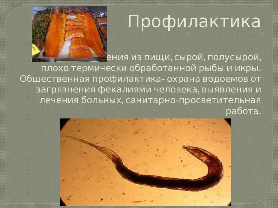 Дифиллоботриоз цикл развития. Паразитические черви широкий лентец. Чаечный дифиллоботриоз. Заразиться широким лентецом. Жизненный цикл сибирского сосальщика.