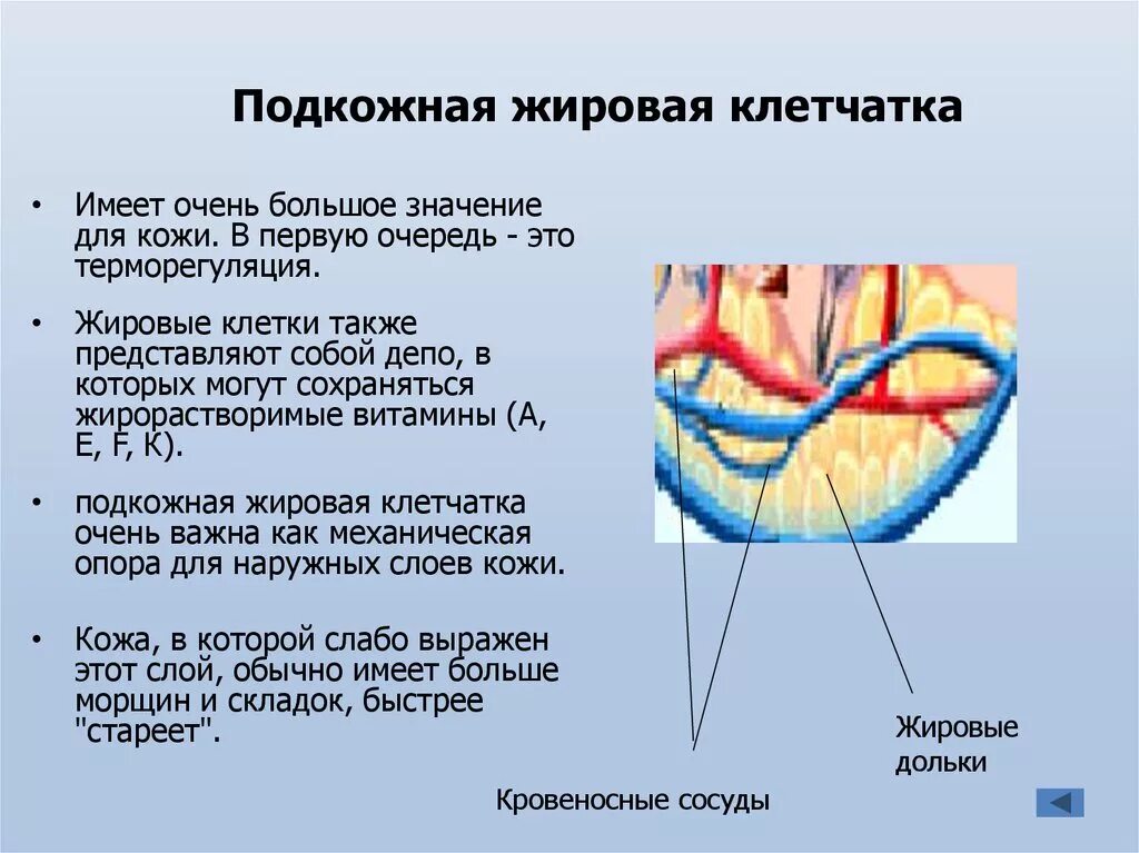 Подкожная жировая клетчатка строение и функции. Подкожно жировая клетчатка ткань. Подкожная жировая клетчатка образована тканью. Подкожно жировая клетчатка Тип ткани.