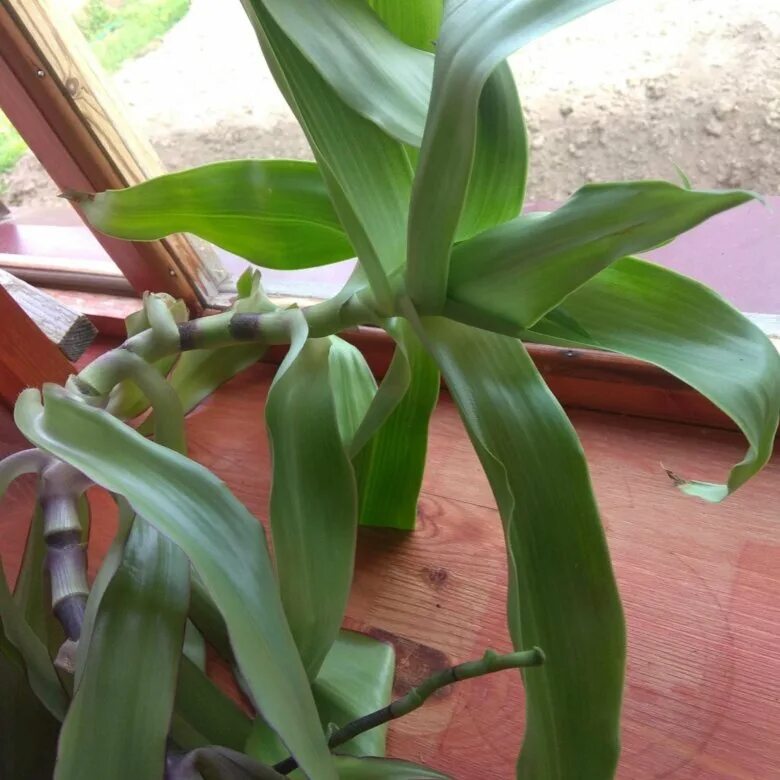 алоэ каланхоэ, золотой ус. столетник золотой ус. каллизия золотой ус. золотой ус цветение. каллизия душистая золотой ус вариегата.