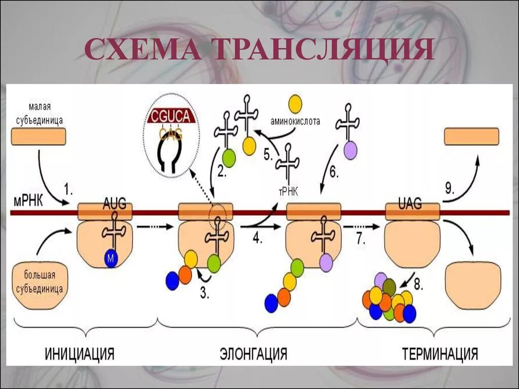 Схема элонгации трансляции биохимия. Схема трансляции белка биохимия. Схема синтеза белка в рибосоме трансляция. Схема процесса трансляции биология.