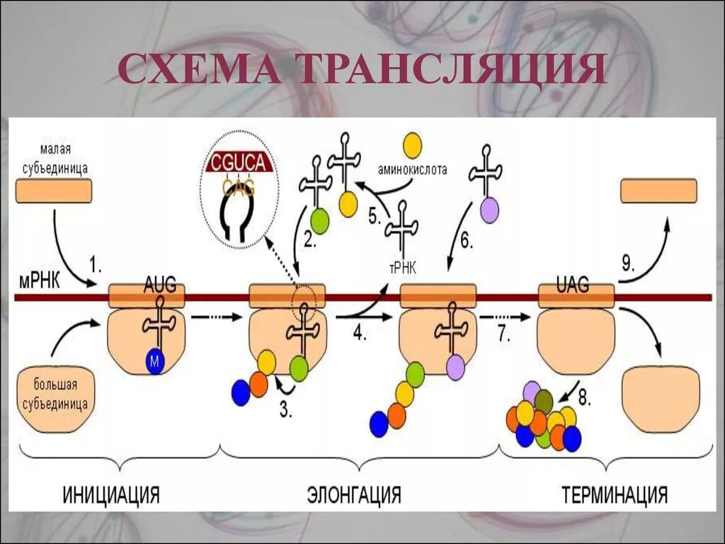 Образование пептидной связи трансляция. Схема элонгации трансляции биохимия. Схема трансляции белка биохимия. Схема синтеза белка в рибосоме трансляция. Схема процесса трансляции биология.