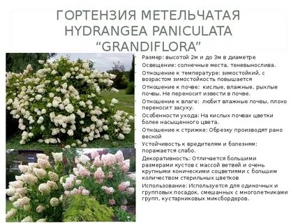 Сколько растет куст гортензии
