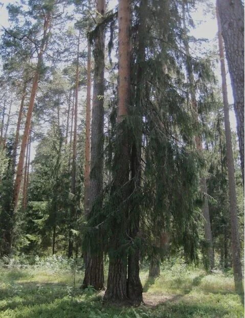 Ель и сосна на блудовом болоте. Ель и сосна кладовая солнца. Пришвин ель. Кладовая солнца пришвин сосна и ель.