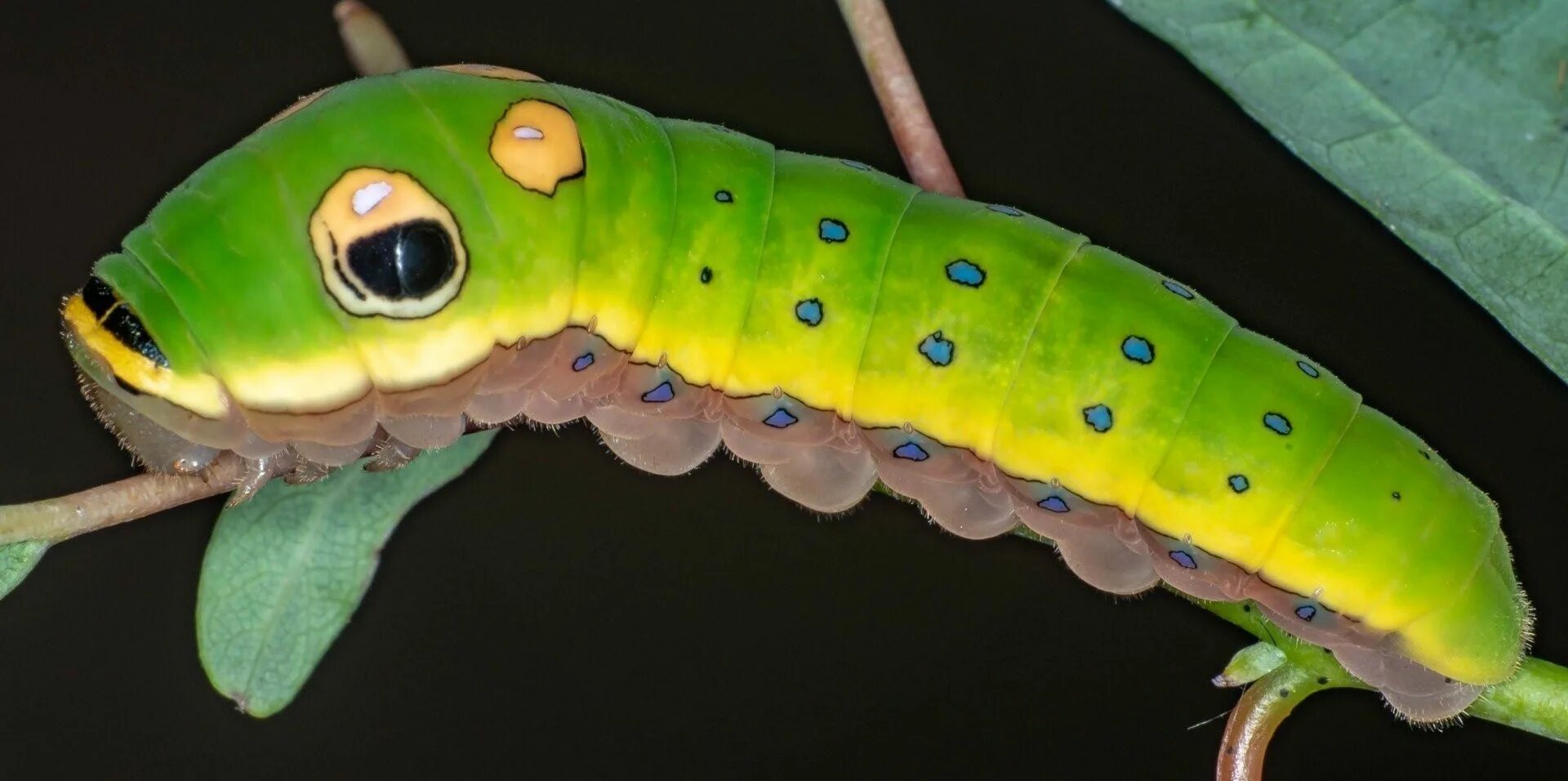 Гусеница бабочки Spicebush Swallowtail. Павлиноглазка цекропия гусеница. Махаон Бражник гусеница. Бражник гусеница голубая.