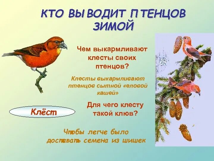 Клесты выводят птенцов зимой 2 класс