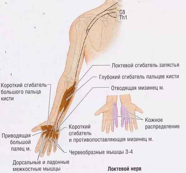 Иннервация лучевого нерва на кисти. Иннервация срединного нерва кисти. Иннервация локтевого нерва на кисти. Локтевой и срединный нерв анатомия.