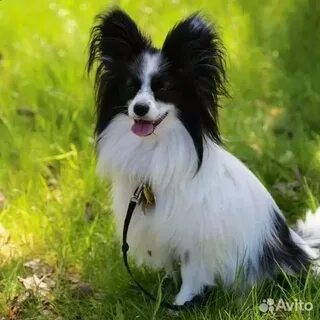 Papillon владикавказ