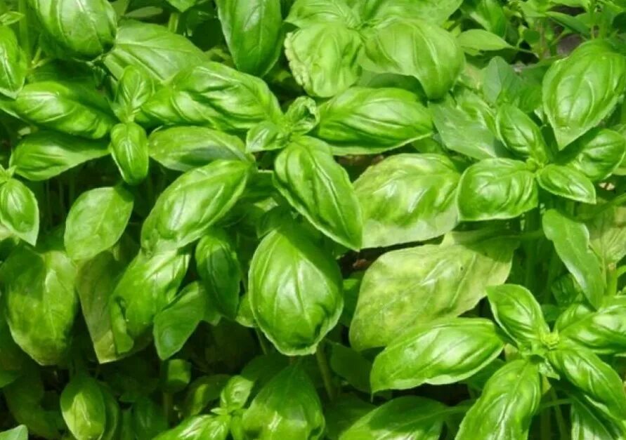Базилик почв. Базилик по турецки. genovese basil. басма растение фото.