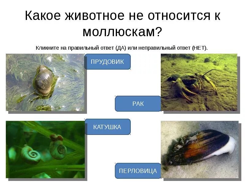 Прудовик и перловица. Животные водоема моллюски. Что относится к моллюскам. Какие животные относятся к моллюскам. Типу моллюсков относят