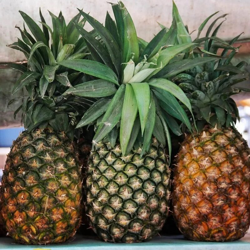 Plantação de Ananás Pineapple, Banana plants, Fruit