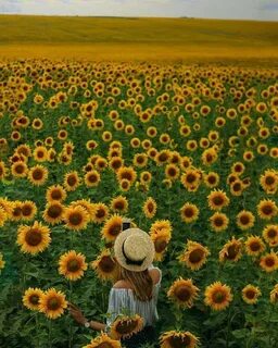Фото с подсолнухами в поле