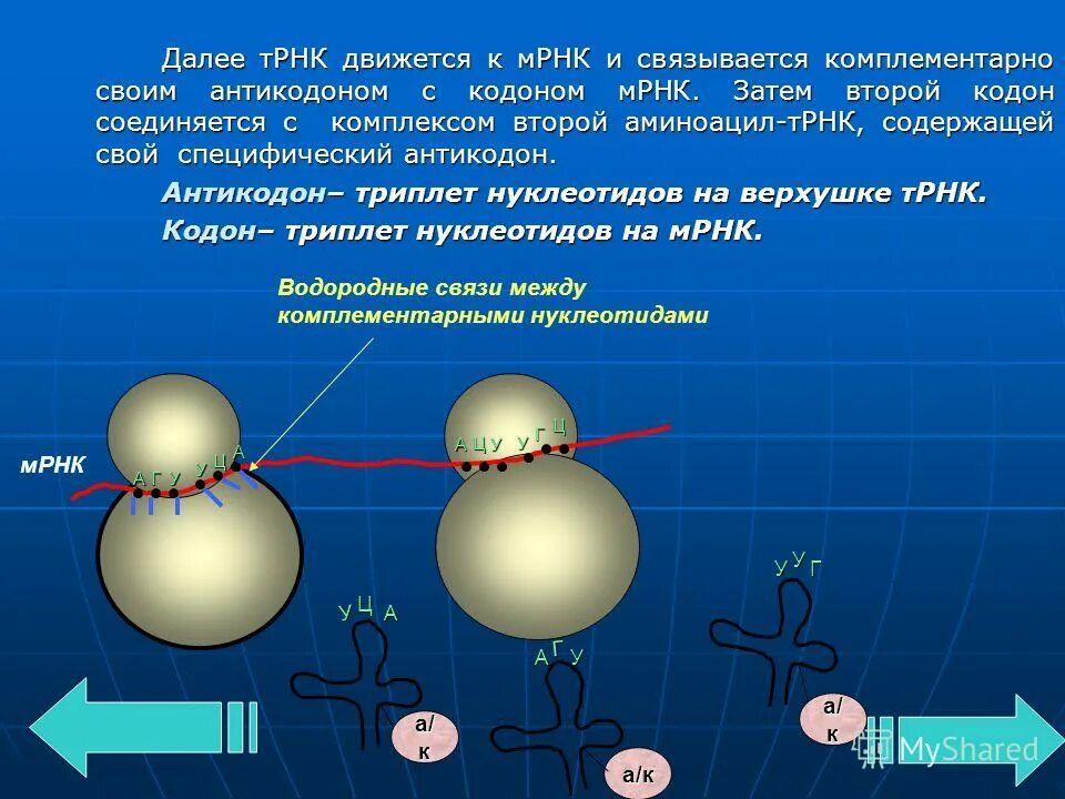 Синтез белков антикодон. Триплет антикодон. Кодон и антикодон ТРНК. Триплет кодон антикодон.