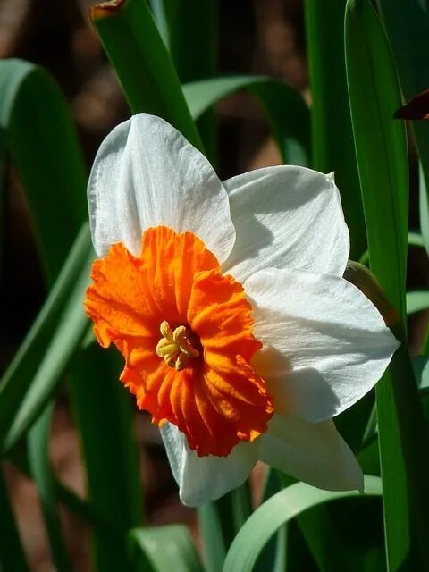 Pin by Jana Malechová Malechová on Květina Fall bulb planting, Daffodil bulbs, F