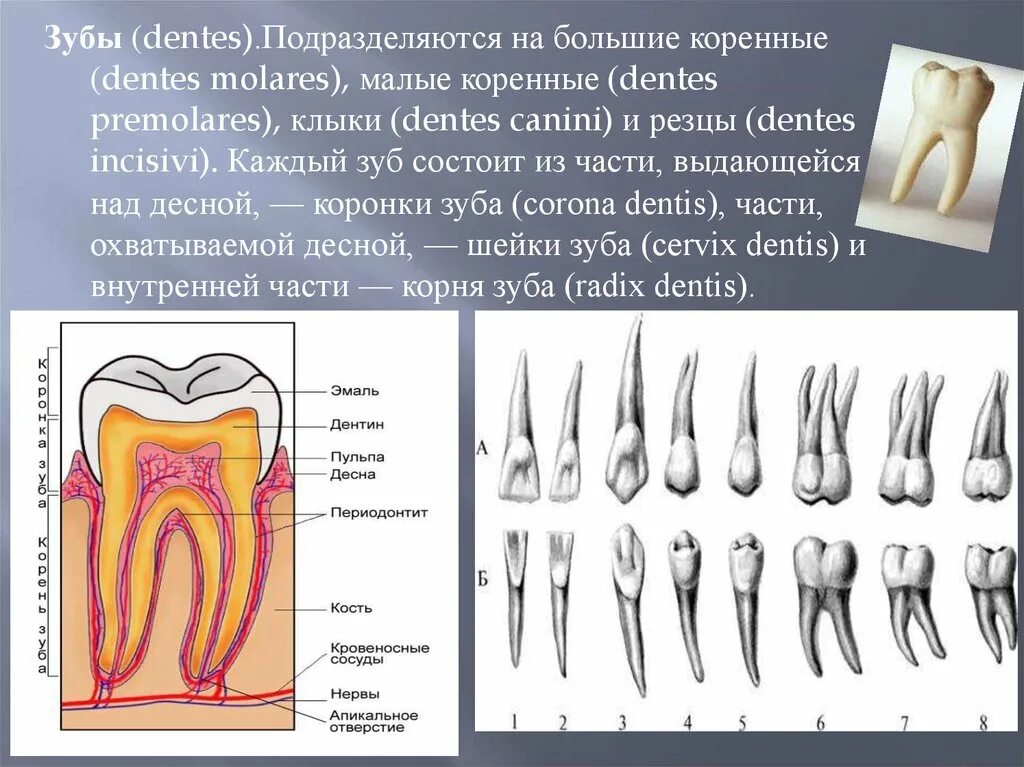 Строение зуба 7-ки снизу. Анатомия зубов. Строение коренного зуба. Строение большого коренного зуба.