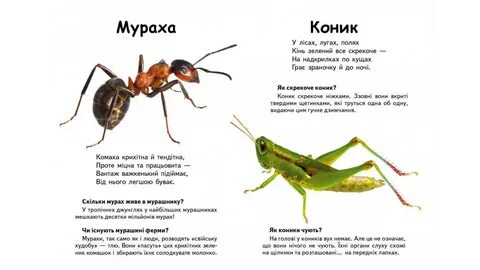 Кузнечик на украинском языке