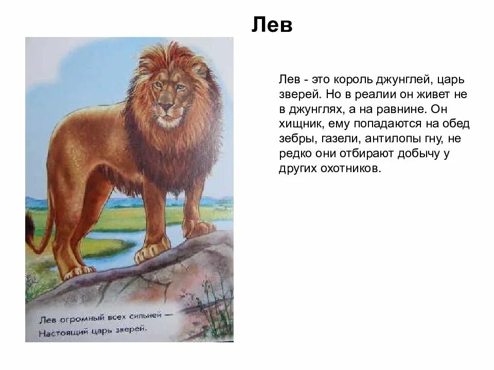 Опишите льва какой он. Лев Король зверей. Лев как царь зверей. Лев зверь описание. Рассказ о Льве животном.