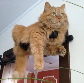 Кошки уфа