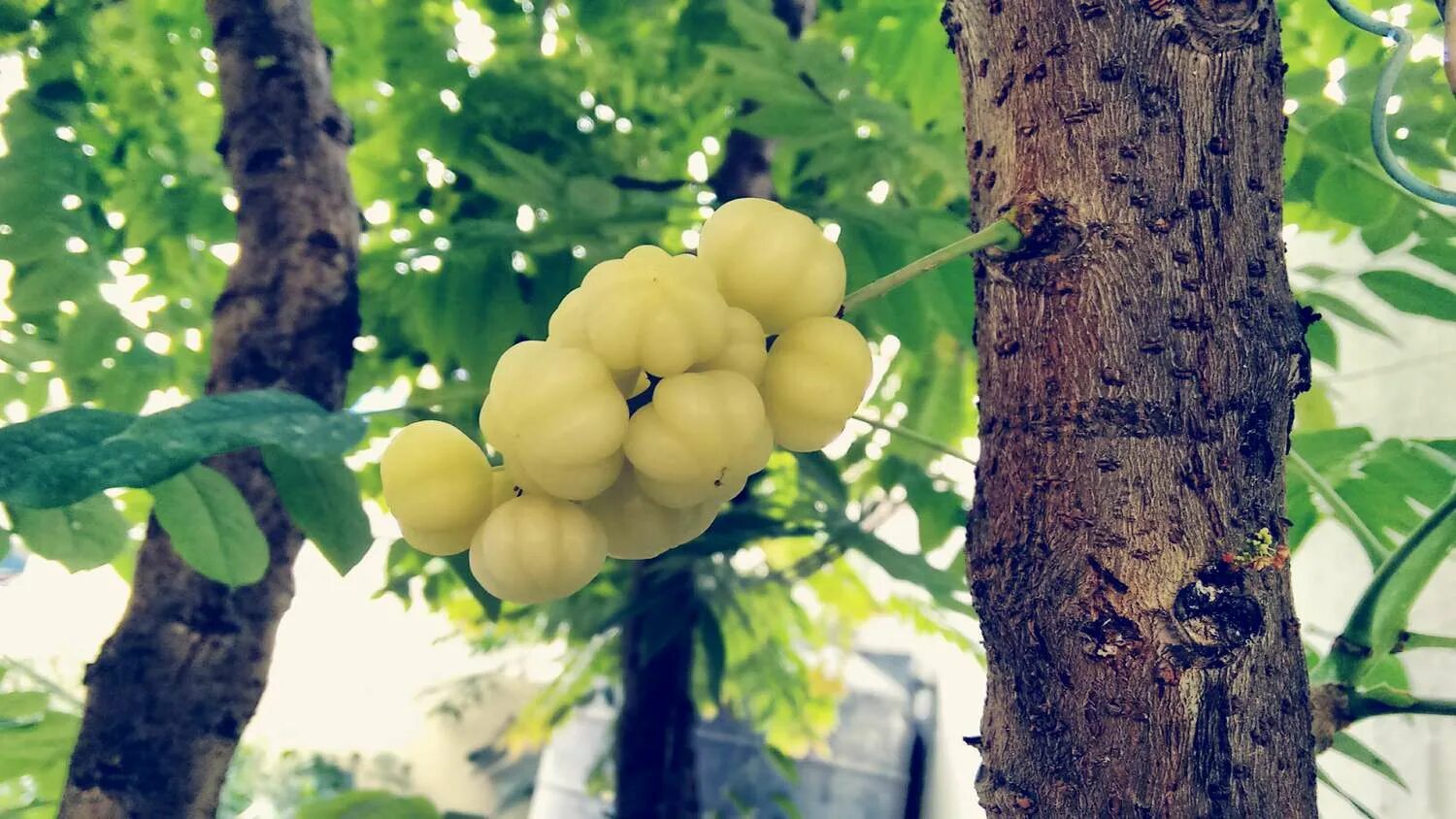 Амла дерево. Амалаки. Индийский крыжовник Амла. Эмблика. Индийский крыжовник