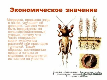 Приспособленность к среде обитания медведки таблица