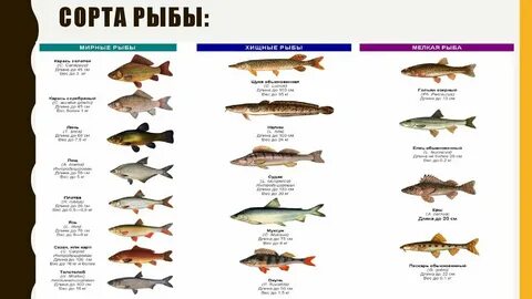 Какая рыба считается полезной