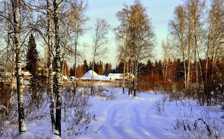 Северная салтовка. Солнечный зимний день в деревне. Зимний лес в деревне. Деревня в лесу зимой. Начало зимы в деревне.