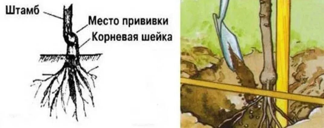 При посадке розы прививку заглублять или нет