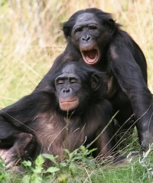 Обезьяна не понимает. Бонобо обезьяна. Бонобо (2014). Смешные картинки про чурок.