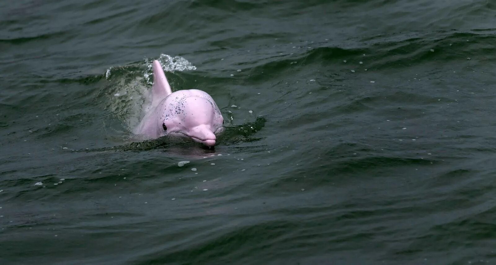 Дельфины. Фото дельфина. Дельфин в воде.
