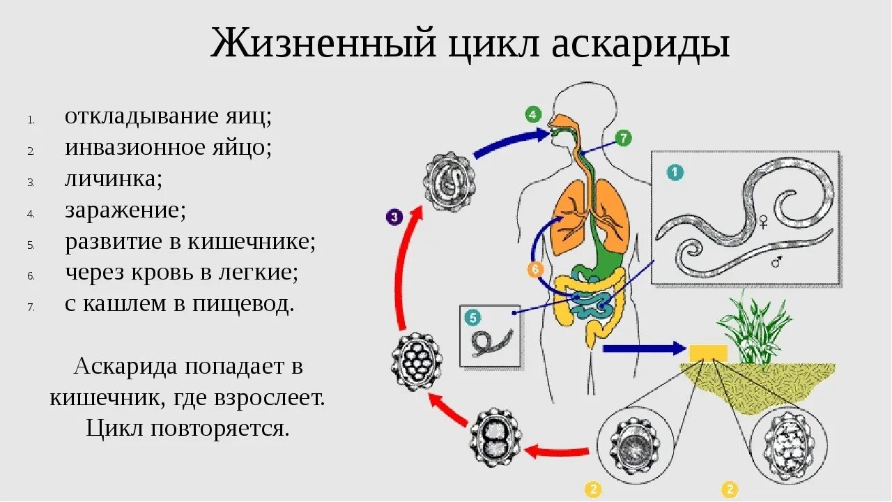 Жизненный цикл аскариды человеческой схема. Схема миграции личинок аскариды в теле человека. Цикл развития аскариды схема. Цикл развития аскариды человеческой.