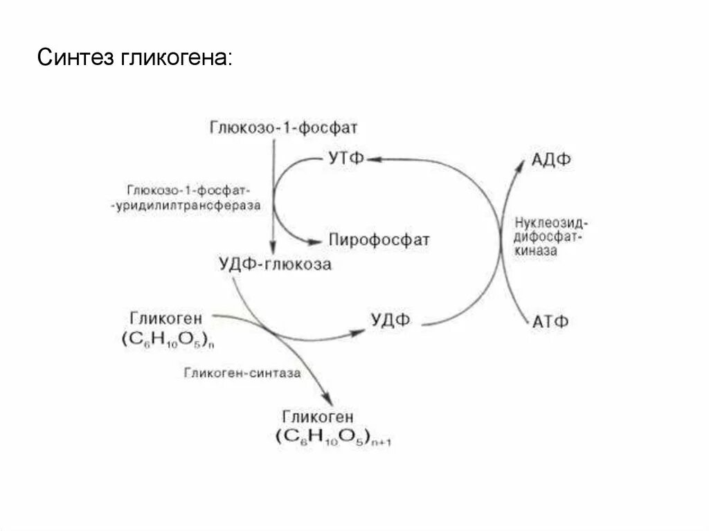 Фермент синтеза гликогена. Синтез гликогена. Схема обмена гликогена. Синтез гликогена биохимия. Схема синтеза и распада гликогена.