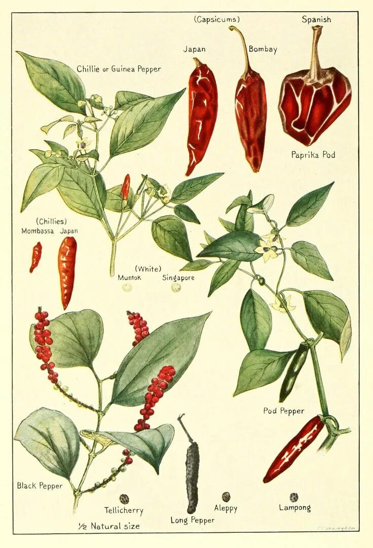 Семейство растения перец. Capsicum annuum ботаническая иллюстрация. Capsicum annuum сладкий перец. Перец стручковый растение. Красный перец capsicum annuum.