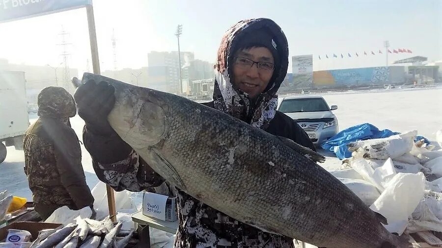 Рыба якутск. Рыба якутск. Самая вкусная рыба из якутии. Якутский рынок рыбы. Якутская рыба.