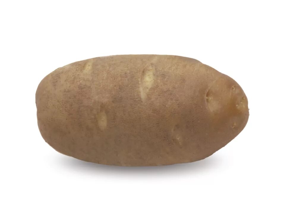Какой сорт картофеля рассыпчатый. Айвори рассет картофель. Рассет Бербанк сорт картофеля. Картофель сорта «Russet Burbank». Картошка топ.