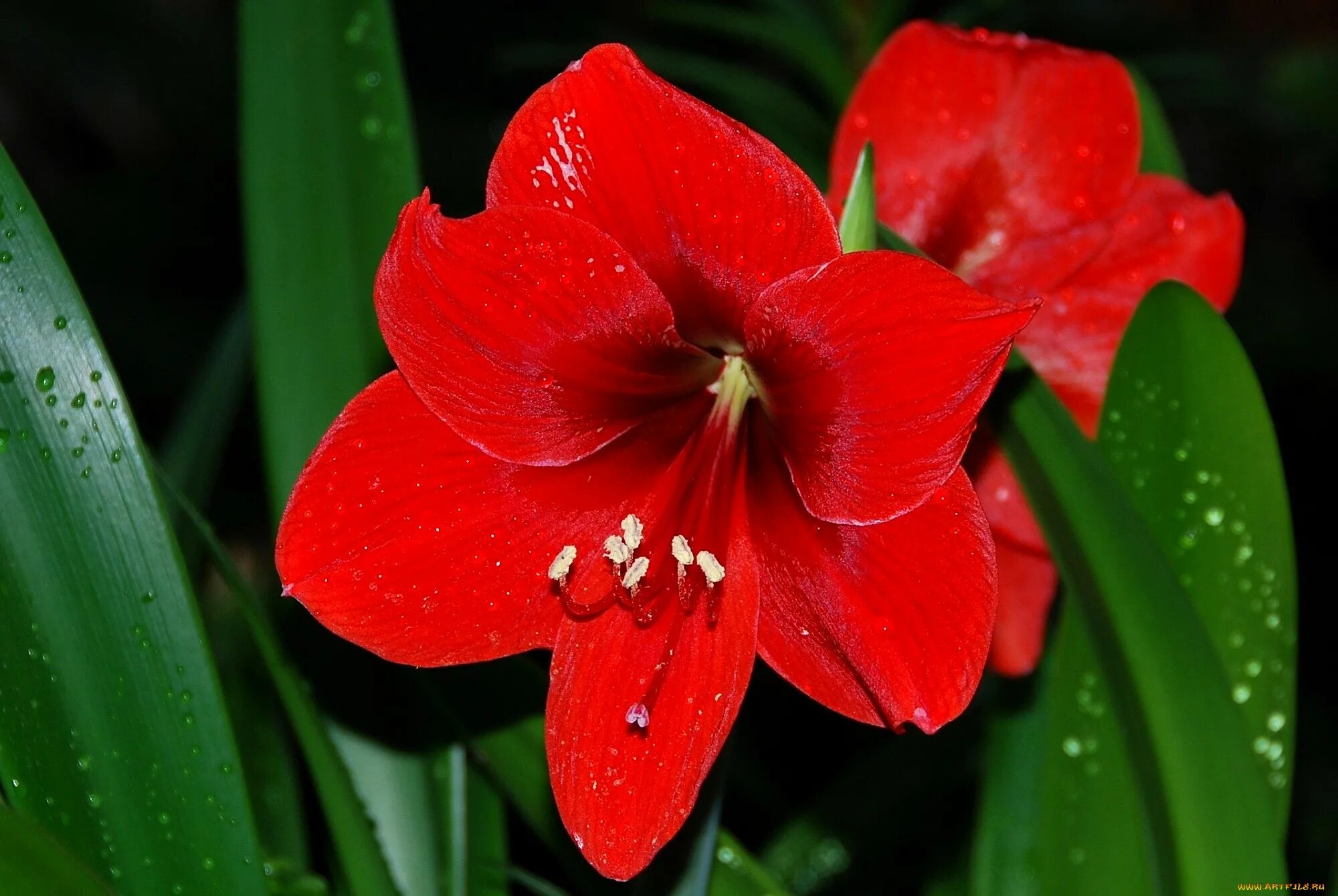 Амариллис. Амариллис цветок. Гиппеаструм амариллис. Лилия амариллис. Крупный яркий цветок 4