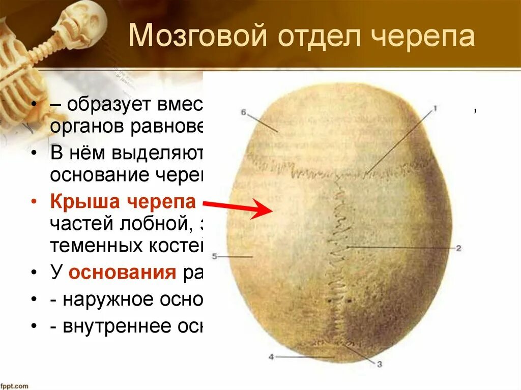 Основание черепа отделы. Свод и основание мозгового отдела черепа. Свод черепа и основание черепа. Кости образующие свод черепа. Крыша черепа.