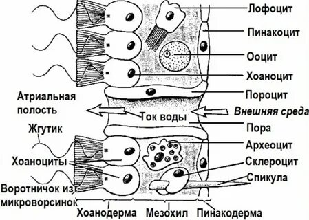 Клетки губок