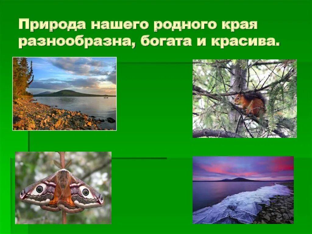 Окружающему миру разнообразие природы родного края. Разнообразие природы родного края. Разнообразие природы нашего края. Проект разнообразие природы родного края. Разнообразиеприроыроногокрая.