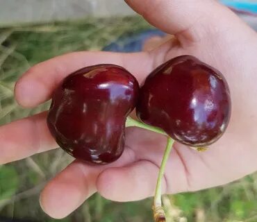 Самый крупный и сладкий сорт вишни