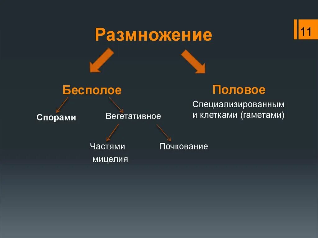 Бесполое размножение. Размножение спорами половое или бесполое. Бесполые клетки - споры, половые - гаметы. Гаметы — специализированные клетки,. Спора специализированная клетка